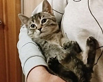 Кошки в Санкт-Петербурге: Малютка Томочка Девочка, Бесплатно - фото 1