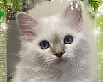 Кошки в Москве: Абиба бирманский котенок девочка Девочка, Бесплатно - фото 1