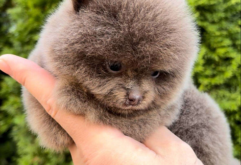 Мини померанский шпиц премиум качества