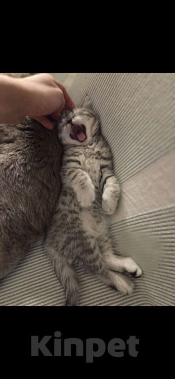 Кошки в Москве: Котёнок британский короткошерстный Мальчик, 20 000 руб. - фото 2