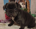 Собаки в Москве: Милые щенки французского бульдога. Мальчик, 65 000 руб. - фото 7