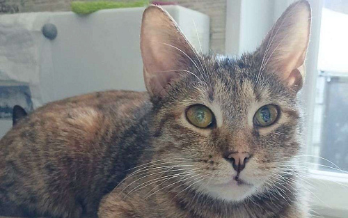 Зендея, кошка с примесью янтаря