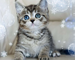 Кошки в Нижнем Новгороде: Разноглазая кошка  Девочка, 15 000 руб. - фото 1