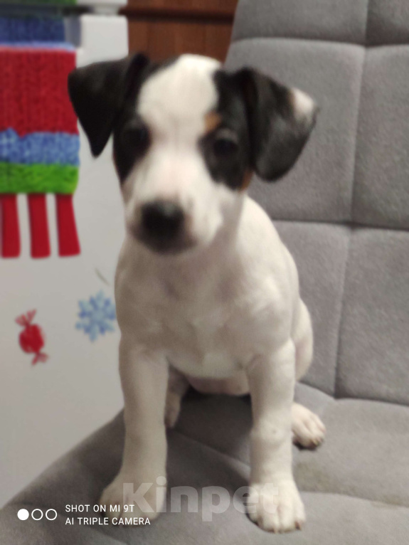 Собаки в других городах Московской области: Щенки Джек Рассел терьера Девочка, 45 000 руб. - фото 3