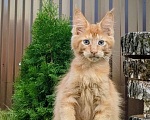 Кошки в Мытищах: Котята Мейн-кун Мальчики Мальчик, 40 000 руб. - фото 6