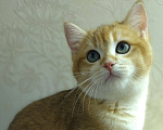 Кошки в Санкт-Петербурге: Котик шиншилла  Мальчик, 15 000 руб. - фото 6