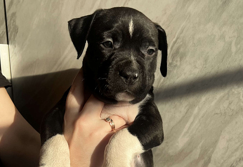 Щенок американского стаффордширского терьера! ????