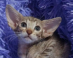 Кошки в Волгограде: Ориентальные котята  Девочка, Бесплатно - фото 2