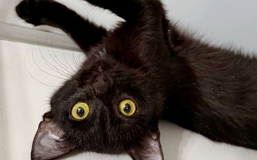 Ося Мандельштам ищет семью