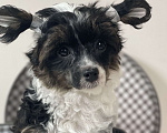 Собаки в Одинцово: Щенок китайской хохлатой собаки Девочка, 40 000 руб. - фото 7