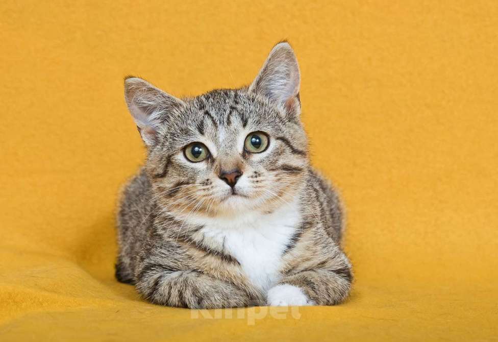 Кошки в других городах Московской области: Шурик - котенок-созерцатель Мальчик, Бесплатно - фото 2