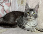 Кошки в Дмитрове:  Черная серебристая мраморная девочка мейн кун Jay Девочка, 15 000 руб. - фото 1
