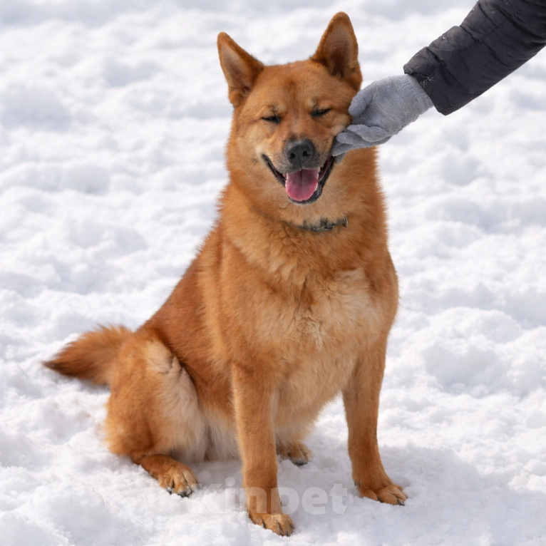 Собаки в Москве: Брутальный красавец Рич ищет хозяев! Мальчик, Бесплатно - фото 1