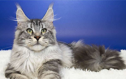 Мейн кун, девочка, подросток.