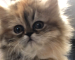 Кошки в Москве: Персидский котенок Девочка, 28 000 руб. - фото 5