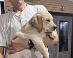 Собаки в Краснодаре: Щенки лабрадора с документами РКФ Мальчик, 30 000 руб. - фото 5