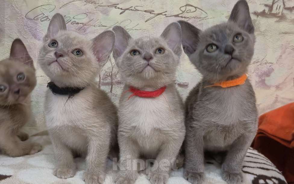 Кошки в Ступино: Бурманские котята Девочка, 35 000 руб. - фото 1