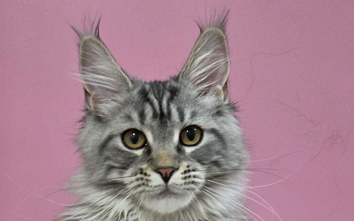 Котята мейн-кун