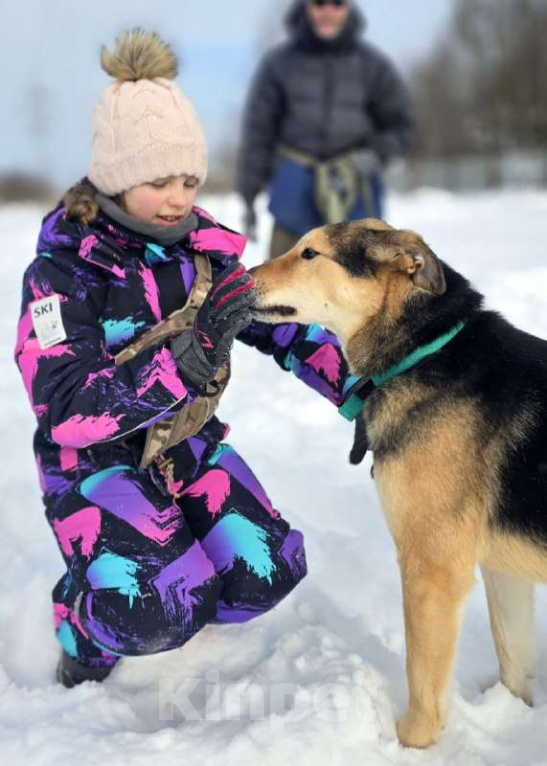 Собаки в Королеве: Марк - нежный мальчик Мальчик, Бесплатно - фото 9