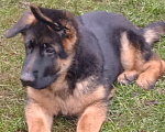 Собаки в Санкт-Петербурге: Щенок кобель, немецкая овчарка.  Мальчик, 60 000 руб. - фото 4