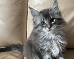 Кошки в Москве: Девочка полидакт Девочка, 40 000 руб. - фото 4