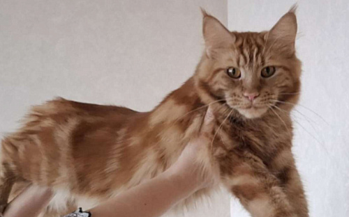 Кошка мейн-кун с родословной