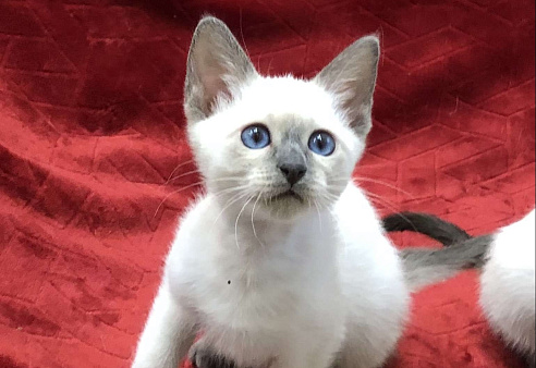 ✨Тайский котёнок блю-пойнт, 3 месяца ✨