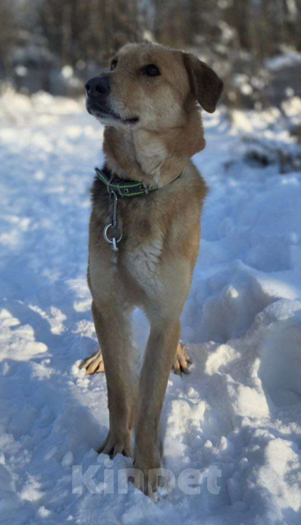 Собаки в Королеве: Нежная и доверчивая Лира. Девочка, Бесплатно - фото 1