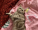Кошки в Красноярске: Котик ищет новый дом Мальчик, Бесплатно - фото 1