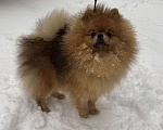 Собаки в Новосибирске: Померанский шпиц девочка  Девочка, 85 000 руб. - фото 1