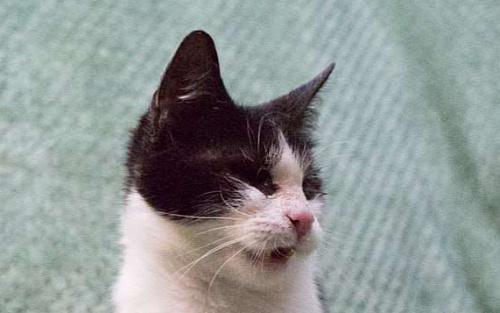 Объявление: Мия, слепая героиня, Бесплатно, Москва