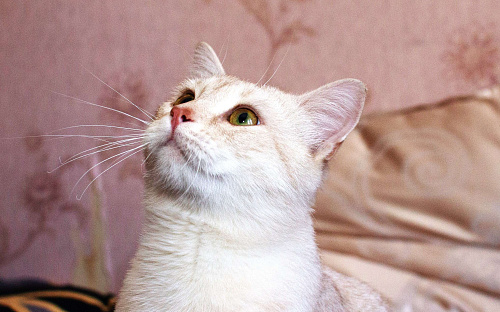 Персиковый нежный котик Кексик🌸