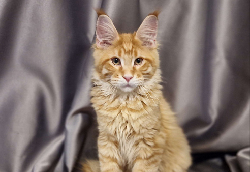 Пресненские котята породы мейн-кун. Антуан 