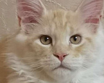 Кошки в Москве: Мейн кун котенок Мальчик, Бесплатно - фото 1