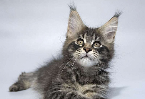 Мейн кун котенок