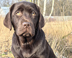 Собаки в других городах Московской области: Шоколадная озорница Девочка, 70 000 руб. - фото 1