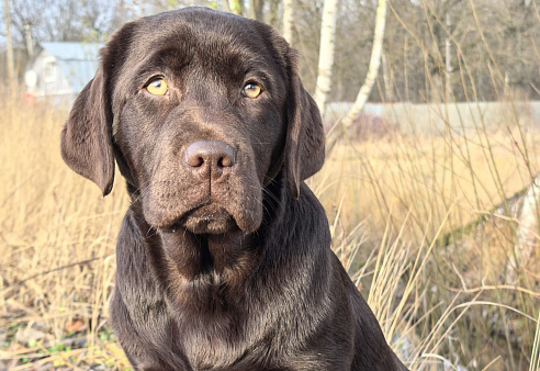 Шоколадная озорница