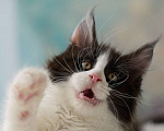 Кошки в Туапсе: Котята мейн-кун из питомника Мальчик, Бесплатно - фото 4