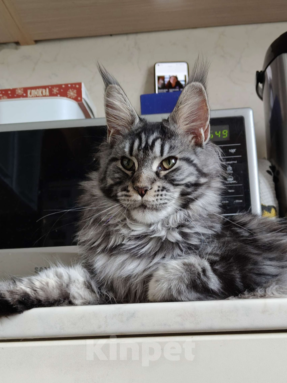 Кошки в Москве: Девочка - "меховое облачко" с длиннющим кистями Девочка, 50 000 руб. - фото 1