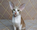 Кошки в Нижнем Новгороде: Ориентальный котик Мальчик, Бесплатно - фото 2