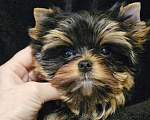 Собаки в Москве: Мини девочка йорка  Девочка, 130 000 руб. - фото 5
