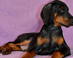Собаки в Санкт-Петербурге: Щенок добермана Анжу Мальчик, 70 000 руб. - фото 2