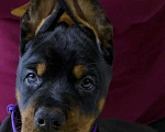 Собаки в Москве: Щенок добермана Мальчик, Бесплатно - фото 1