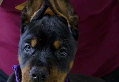 Щенок добермана