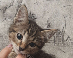 Кошки в Воронеже: Отдам котёнка в добрые руки Мальчик, Бесплатно - фото 2