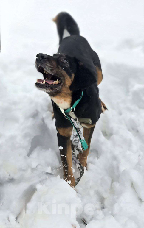 Собаки в Королеве: Тильда - ураган эмоций и чувств, движение, активность и «жить жизнь на полную» Девочка, Бесплатно - фото 2