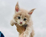 Кошки в Москве: Котята Мейн-кун Девочка, 35 000 руб. - фото 4