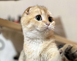 Кошки в Москве: Шотландский вислоухий котенок Девочка, 35 000 руб. - фото 1