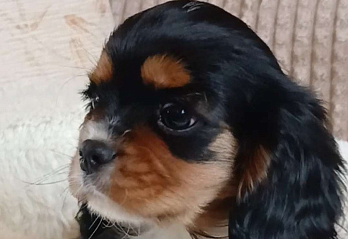 Девочка Кавалер Кинг Чарльз спаниель 