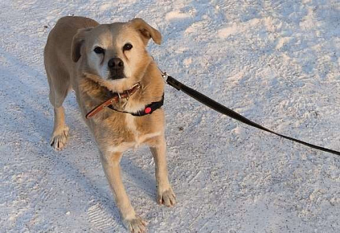 Молодая маленькая Бэлла в добрые руки!